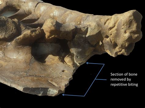 T. Rex’s Bite Force Measured 8,000 Pounds, Scientists Say | WBEZ Chicago