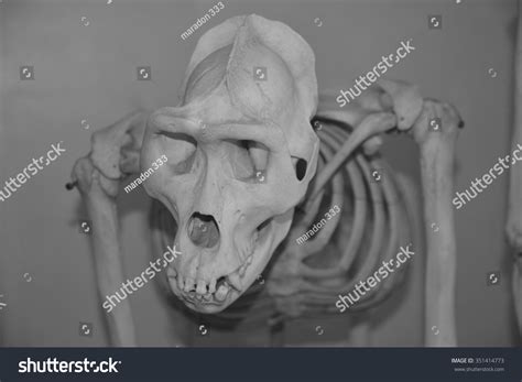 Skull Australopithecus Africanus Africa Isolated On Stock Photo (Edit ...