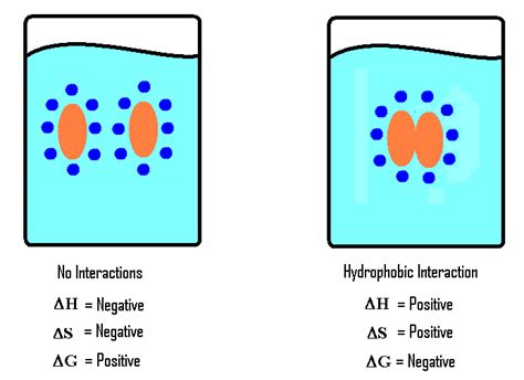 13.6: Hydrophobic Interaction - Chemistry LibreTexts