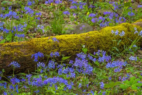 Spring Flowers In Forest Smoky Mountains Fine Art Print | Photos by ...