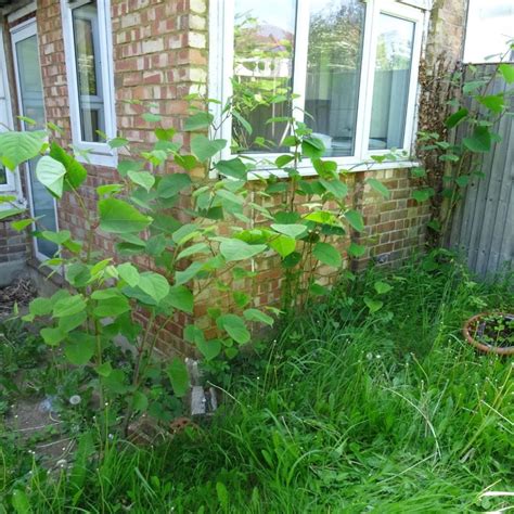 Japanese Knotweed Removal in London | CYB Environmental