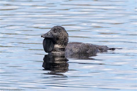 Musk Duck, Lake Monjingup, near Esperance, WA, Australia - Dave's ...