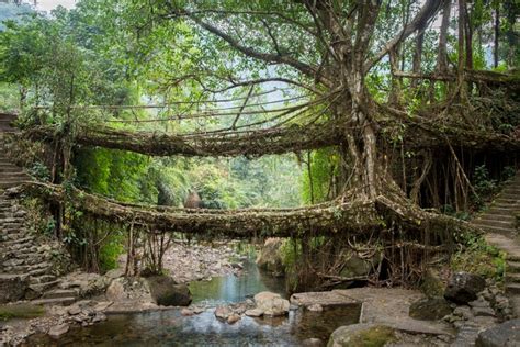 History of Living Root Bridges in India - Business Insider