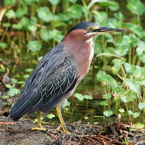 Green Heron wallpapers, Animal, HQ Green Heron pictures | 4K Wallpapers 2019