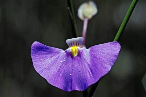 Bladderwort- Adaptations, Uses, Habitats, Eats(Common Plant)