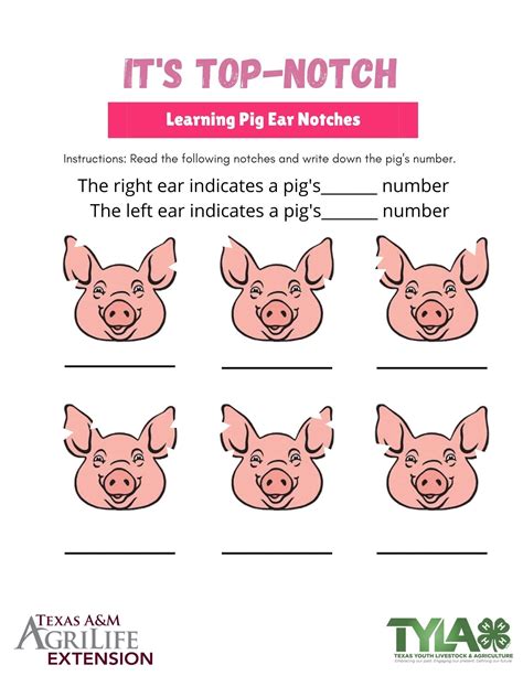 Ear Notching Pigs Worksheet - Printable And Enjoyable Learning