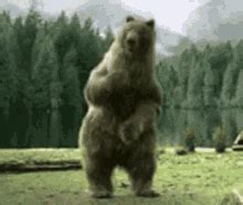 GIF-файлы по теме "Animal Dance" | Tenor