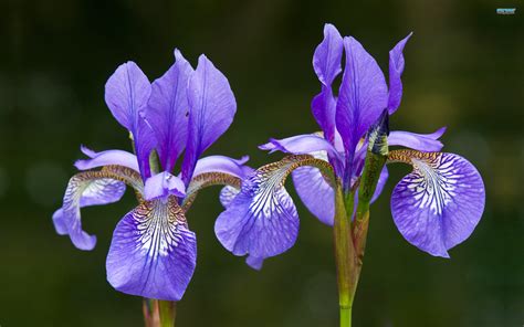 Iris flower wallpaper | 2560x1600 | #30636