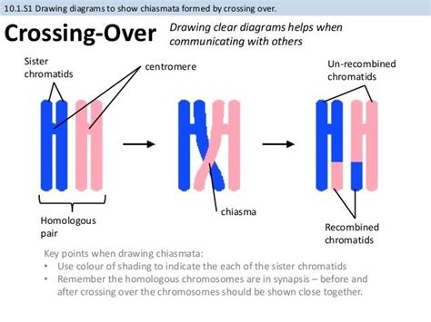 Chiasma (genetics) - Alchetron, The Free Social Encyclopedia