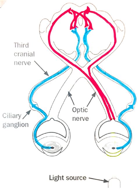 K1i: Anatomy of CN relevant to brain stem reflexes – Jenny's Jam Jar