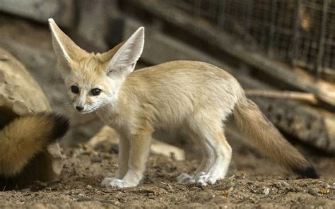 Newborn fennec foxes frolic in Ramat Gan Safari | The Times of Israel