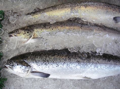 Farmed Salmon: Everything You Need to Know - University Health News