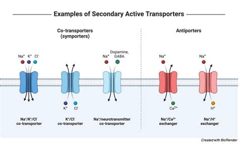 Membrane Transport: Protein, Facilitated Diffusion, & Types