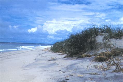 The beach at Assateague National Seashore -- the best part is that you can… | Assateague island ...