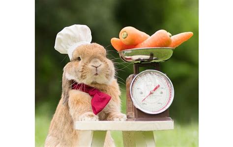 Rabbit Treats For Beginners: Frozen, Non-Bake And Three-Ingredient Recipes! | The Pets Dialogue