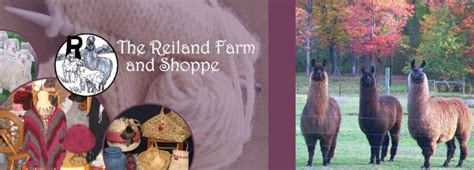 Angora Goats & Sheep – The Reiland Farm