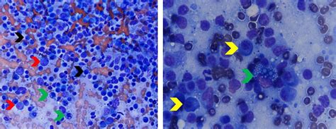 Color Atlas of Canine Lymph Node Cytology • MSPCA-Angell