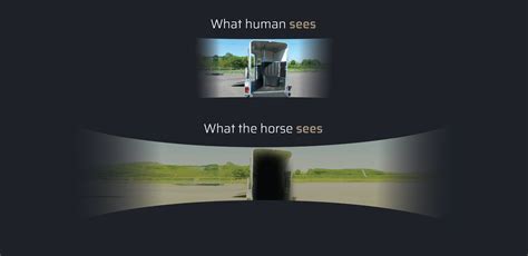 Horse vision – Proximal