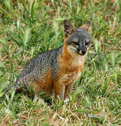 Friends of the Island Fox: Children Helping Island Foxes