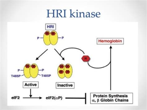 Beta Globin Gene Cluster