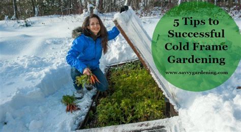 5 tips to successful cold frame gardening | Cold frame gardening, Cold frame, Winter greenhouse