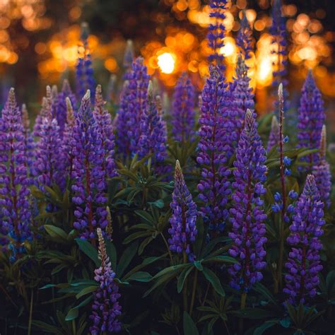 Maine's Real Lupine Revealed — First Light Wildlife Habitats