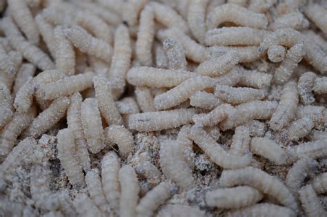 Can Maggots Hide In Carpet | www.resnooze.com