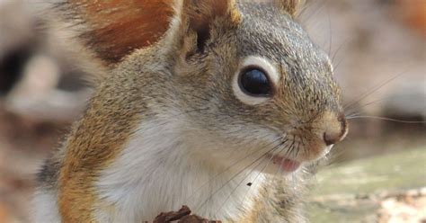 Wisconsin wildlife well adapted to survive winter