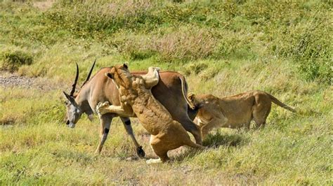 3 Lions bringing down A Bull Eland Dramatically - YouTube