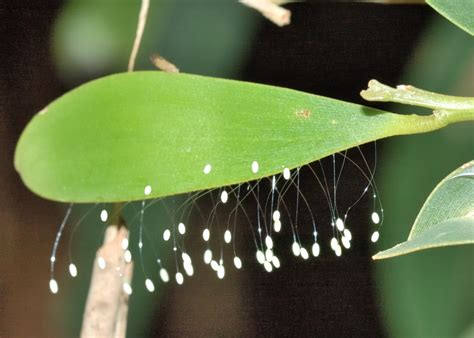 Lacewings, Antlions and Owl Flies Biology - Order Neuroptera