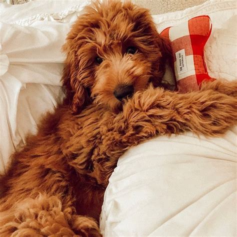 pinterest: camilleelyse ♡ | Mini goldendoodle puppies, Goldendoodle puppy, Mini goldendoodle