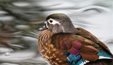 Wood Duck Hen Photograph by Steve McKinzie