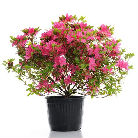 How to Grow Azaleas in Pots and Keep Them Blooming!