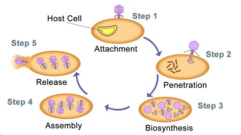 Process Of Lytic Cycle | Plasma membrane, Enzymes activity, Cell membrane