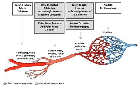 An overview of the assessments for endothelial function and vascular... | Download Scientific ...