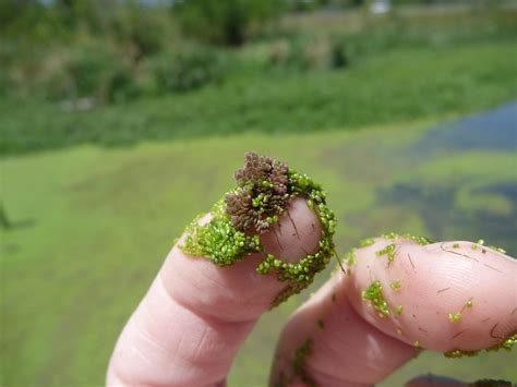 Azolla anyone?