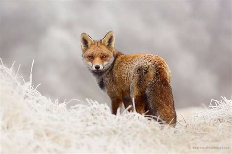 The Beauty Of Wild Red Foxes Photographed In The Winter Snow | FREEYORK