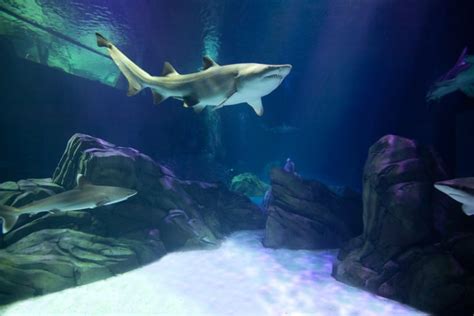 Georgia Aquarium opening new shark exhibit on October 23 | blooloop