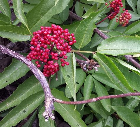 red-elderberry-leaves-berries-20130817 | WildUtahEdibles