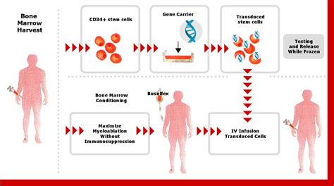 gene therapy clinical trial | Boston Biotech Watch