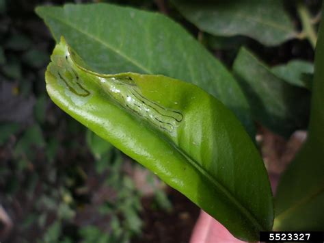 citrus leafminer (Phyllocnistis citrella)