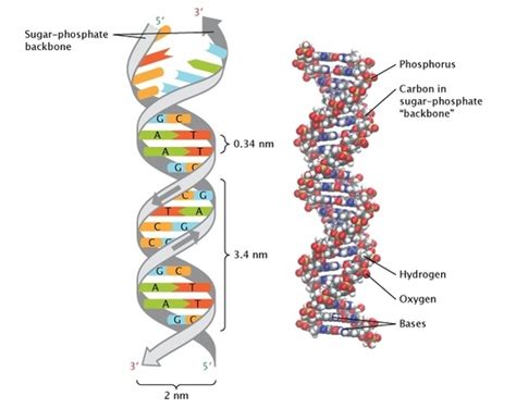 Scientists of DNA timeline | Timetoast timelines