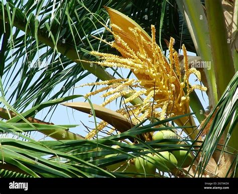 Blossom of coconut tree, coconut flower, bunch of coconut flower in ...