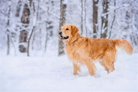 The World of Golden Retriever Coat Colors (with Pictures!) – Loyal Goldens