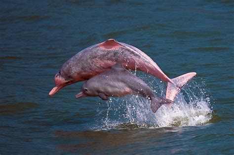 Pink Dolphins Have Been Spotted in Hong Kong After Reduced Marine Traffic From the Pandemic ...