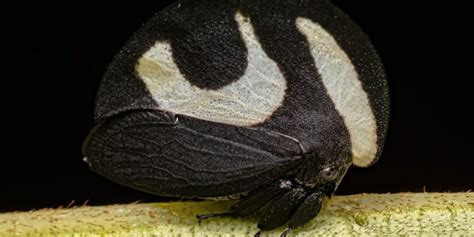 The Fascinating World of the Brazilian Treehopper - LikeFigures