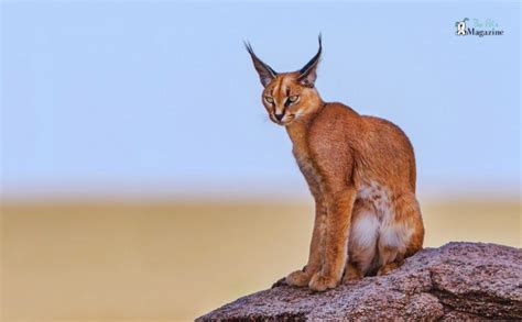 Pumba Cats 101: An Introduction to the Caracal Cat Breed