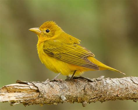 Female Summer Tanager : Summer Tanager Piranga Rubra Female Adult ...