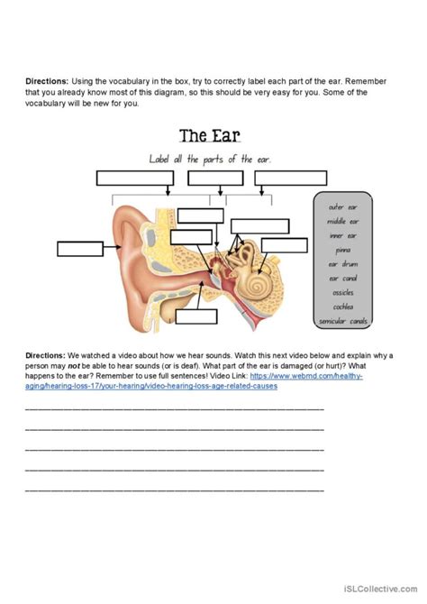 Parts Of The Ear Diagram Worksheet