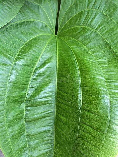 Closeup Of A Leaf With Laminar Structure And Pinnate Venation Stock ...